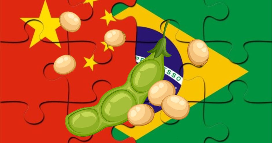 البرازيل تعتزم زيادة صادرات فول الصويا إلى الصين إلى 85%