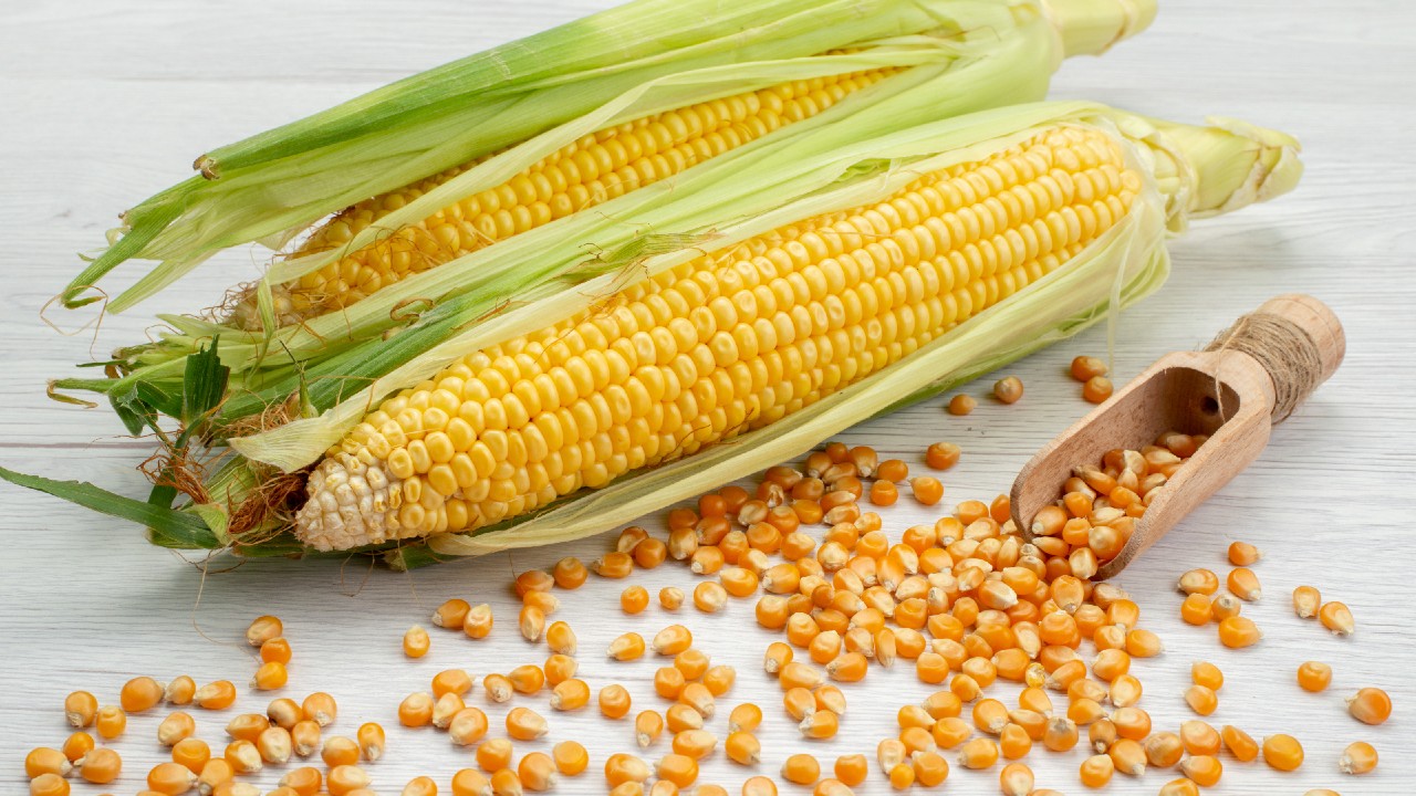 تايلاند تشدد الرقابة على واردات الذرة عبر المناطق الحدودية