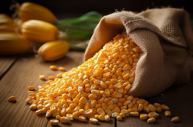 البرازيل تواجه تحديات في تصدير محصول الذرة القياسي