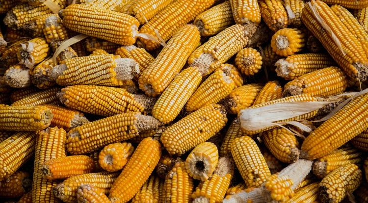 وزارة الزراعة الأمريكية تتوقع زيادة حجم محاصيل الذرة والقمح الصينية