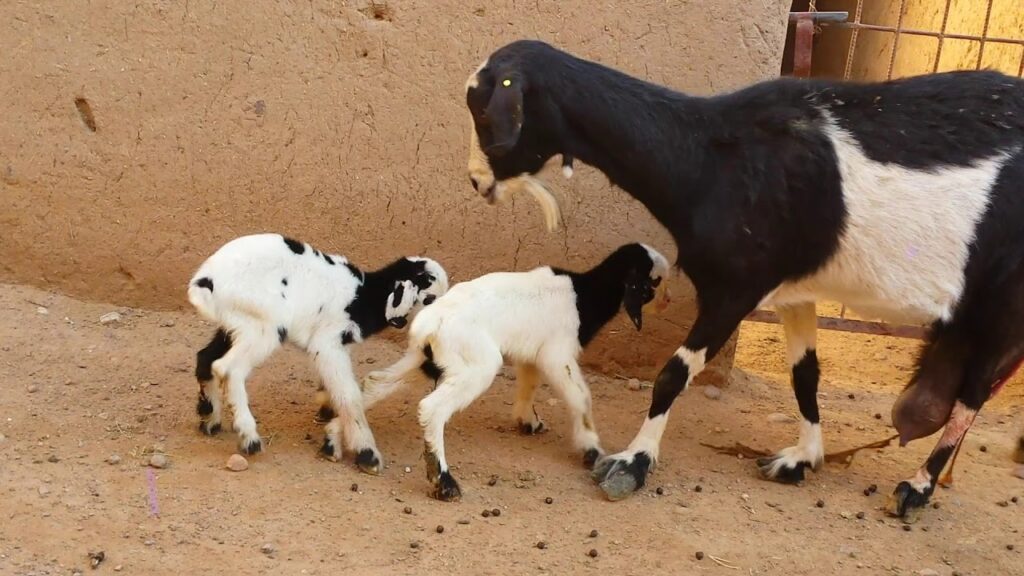 مرض طاعون المجترات الصغيرة PPR