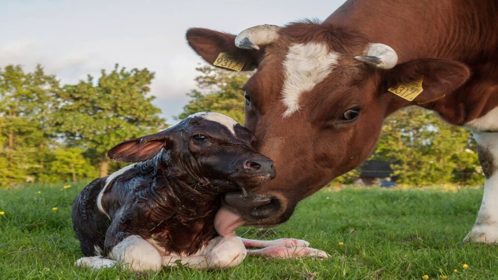 عدوى الجهاز التناسلي فى الأبقار وطرق الوقاية منها