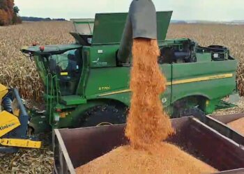 العقود الآجلة للذرة تبلغ أدنى مستوى لها في أسبوعين في ختام جلسة الإثنين