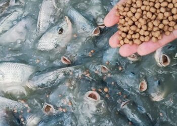 أسعار علف السمك اليوم الثلاثاء 22 يوليو 2025 في السوق المحلي