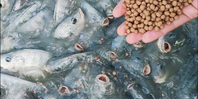 أسعار علف السمك اليوم الثلاثاء 22 يوليو 2025 في السوق المحلي