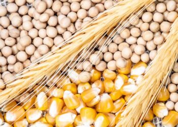 بورصة شيكاغو| انخفاض أسعار الذرة وفول الصويا إلى أدنى مستوياتها منذ 19 عامًا