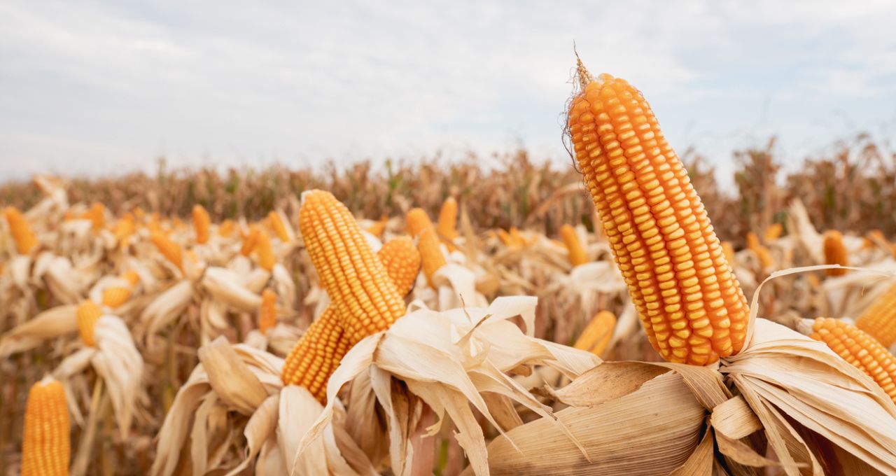 العقوود الآجلة للذرة تسجل تحركات إيجابية في بورصة شيكاغو.. وترتفع إلى 3.8% على مدار الأسبوع