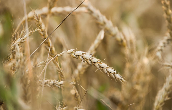 روسيا تعلن رسوم تصدير الحبوب للفترة من 16 إلى 22 يوليو