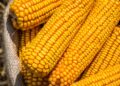 مبيعات الذرة الأمريكية تسجل 1.26 مليون طن خلال الأسبوع الماضي