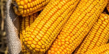 مبيعات الذرة الأمريكية تسجل 1.26 مليون طن خلال الأسبوع الماضي