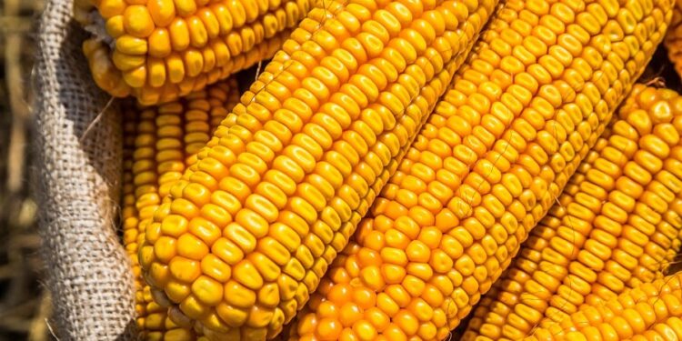مبيعات الذرة الأمريكية تسجل 1.26 مليون طن خلال الأسبوع الماضي
