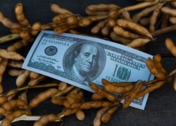 انخفاض أسعار فول الصويا في بورصة شيكاغو إلى أدنى مستوى لها منذ عدة أشهر