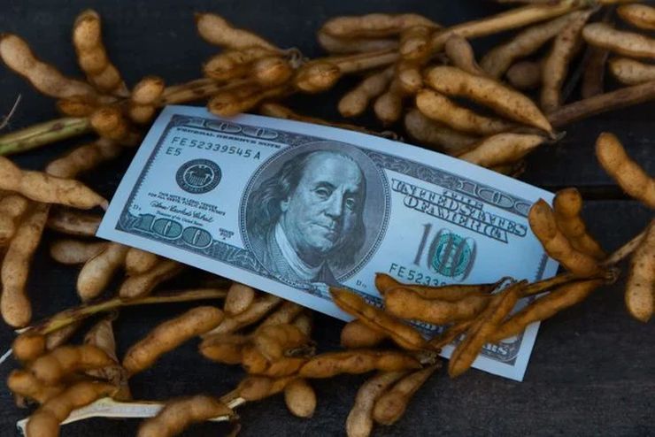 انخفاض أسعار فول الصويا في بورصة شيكاغو إلى أدنى مستوى لها منذ عدة أشهر