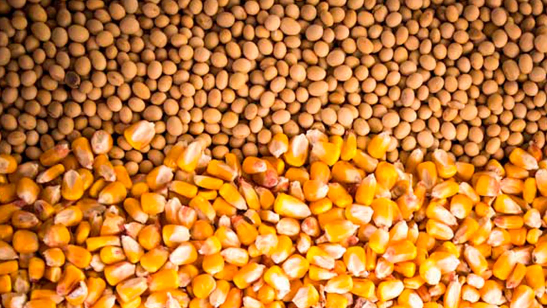 باراجواي تنتج 9.93 مليون طن من فول الصويا و5.25 مليون طن ذرة في موسم الحصاد 2024-2025