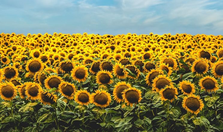 المجلس الدولي للحبوب يرفع توقعاته لإنتاج عباد الشمس لموسم 2025-2026