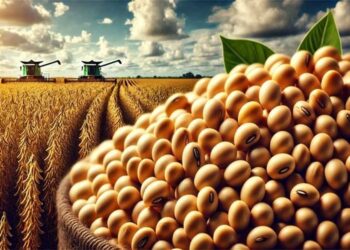 أبيوف ترفع توقعاتها لصادرات البرازيل من فول الصويا إلى 109 مليون طن هذا الموسم