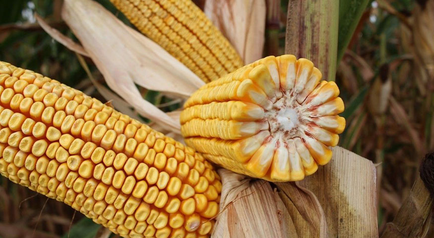 تسارع وتيرة حصاد القمح والشعير في فرنسا.. وانخفاض تصنيف الذرة