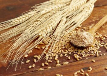 الولايات المتحدة تبيع 592.1 ألف طن من القمح خلال الأسبوع