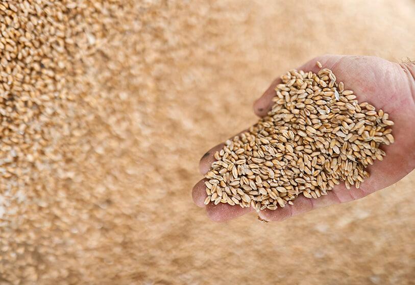 استقرار أسعار القمح الروسي عند 240 دولار للطن (فوب) مع التسليم في أغسطس