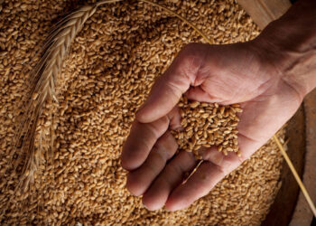 بورصة الحبوب| القمح يغلق جلسة الجمعة منخفضا حيث عزز نمو المحصول الأمريكي المخزونات