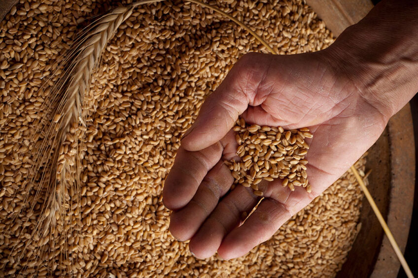 بورصة الحبوب| القمح يغلق جلسة الجمعة منخفضا حيث عزز نمو المحصول الأمريكي المخزونات