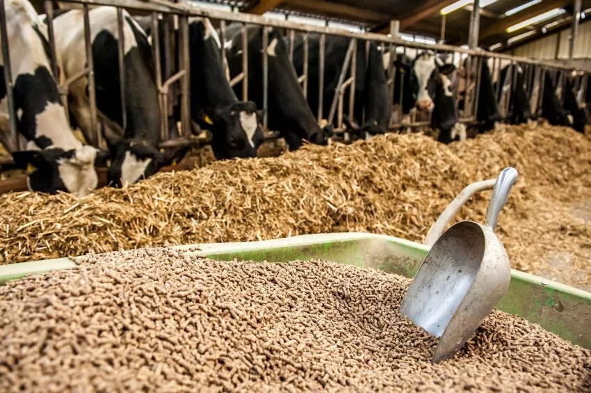 أسعار علف المواشي بجميع الشركات اليوم الإثنين 14 يوليو