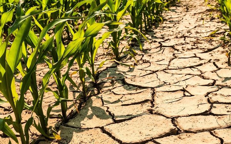 الجفاف يقضي على 100% من محصول الذرة في بلغاريا هذا العام