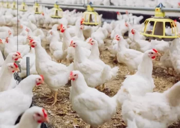 الزراعة: مصر لديها اكتفاء ذاتي شبه كامل من الدواجن