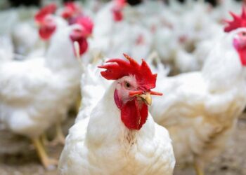 أسعار الدواجن التسمين تتراجع جنيهان والساسو يستقر اليوم الأربعاء 30-7-2025