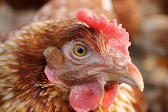 أوكرانيا تفرض قيودا على استيراد الدواجن ومنتجاتها من الولايات المتحدة