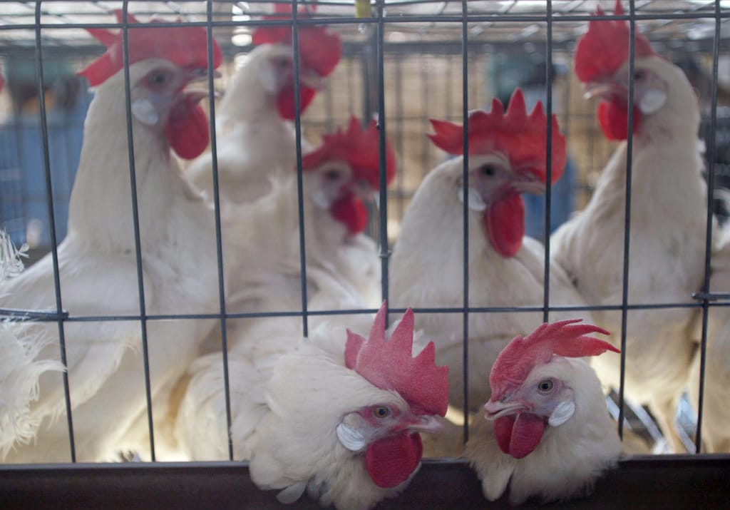 4 دول ترفع القيود المفروضة على الدواجن البرازيلية بعد انتهاء أنفلونزا الطيور