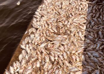 الزراعة ترد علي أزمة نفوق الأسماك في مزارع بحيرة المنزلة