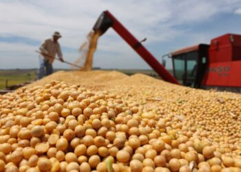 صادرات فول الصويا العالمية ترتفع بنسبة 30% في أغسطس