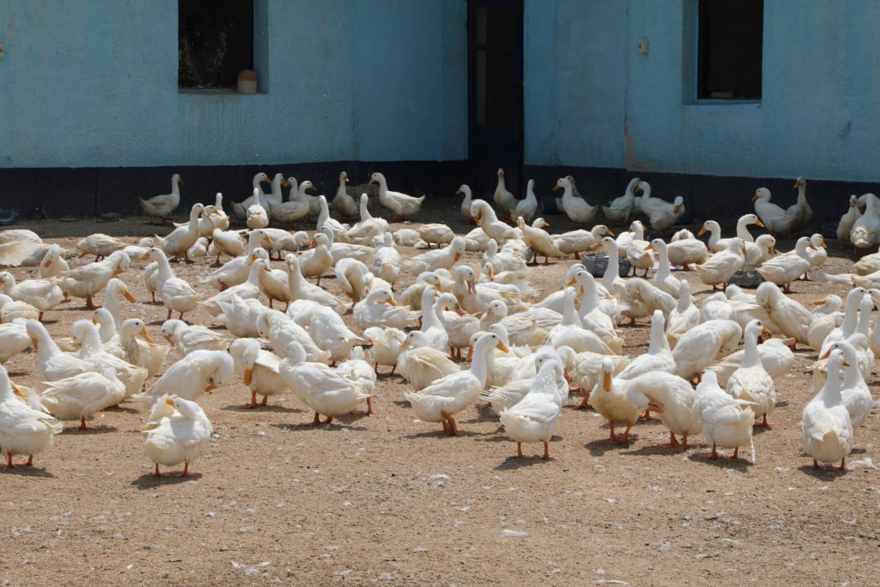 وزير الزراعة ومحافظ الشرقية يتفقدان مشروع الصالحية الزراعي المتكامل