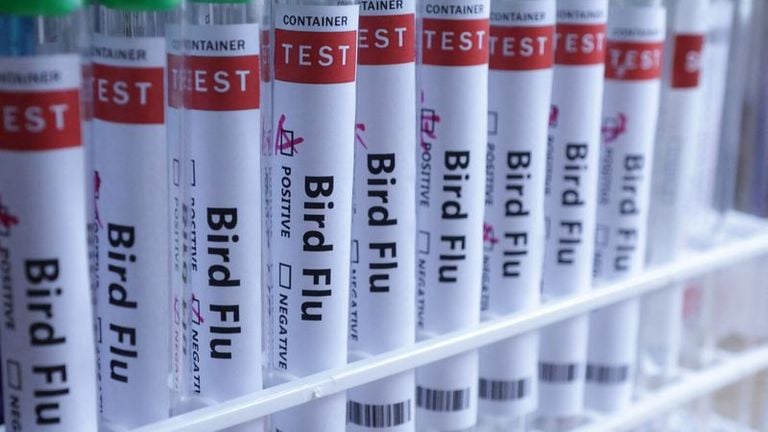 بلغاريا تعلن عن تفشي أنفلونزا الطيور في 3 مزارع