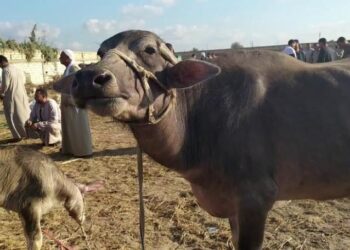 الزراعة: لدينا برامج لدعم منظومة تربية الجاموس المصري لتحسين إنتاجيته.. السلالات المحلية أكثر تحملا للآثار السلبية للتغيرات المناخية