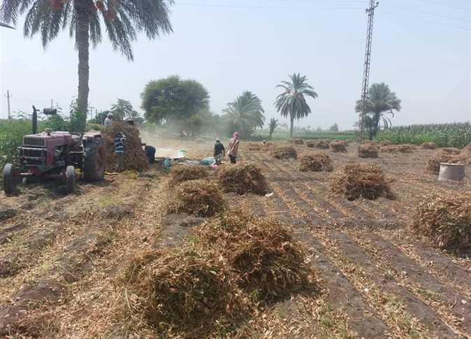 المنيا تبدأ حصاد 57 ألف فدان من فول الصويا لعام 2025