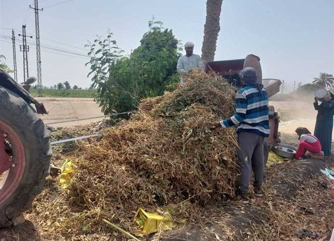 المنيا تبدأ حصاد 57 ألف فدان من فول الصويا لعام 2025