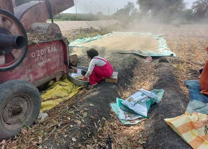 المنيا تبدأ حصاد 57 ألف فدان من فول الصويا لعام 2025