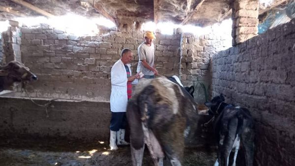 تحصين 10110 رؤوس ماشية في أول أيام الحملة القومية ضد الحمى القلاعية في الدقهلية