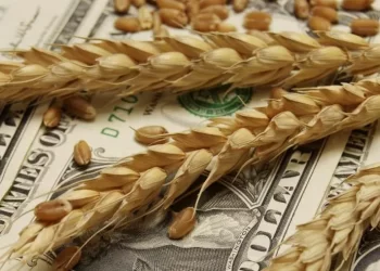 العقود الآجلة للقمح يرتفع بنهاية تداولات الإثنين 11 أغسطس