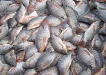 البلطي يستحوذ على 95% من صادرات الأسماك البرازيلية في النصف الأول من العام