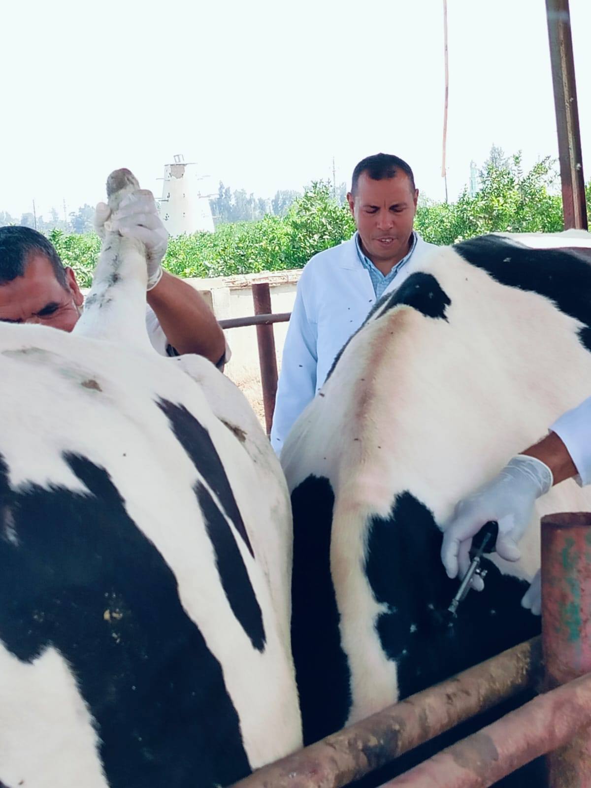 "الزراعة" تواصل جهود الكشف المبكر والسيطرة على الأمراض المشتركة خلال يوليو