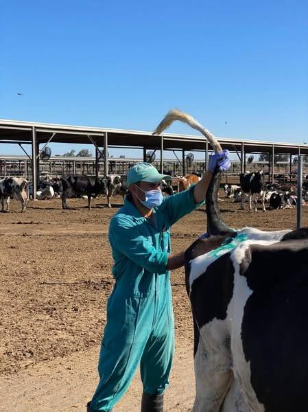 "الزراعة" تواصل جهود الكشف المبكر والسيطرة على الأمراض المشتركة خلال يوليو