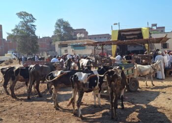 "الزراعة" تطلق 310 قافلة بيطرية مجانية في 299 قرية خلال يوليو