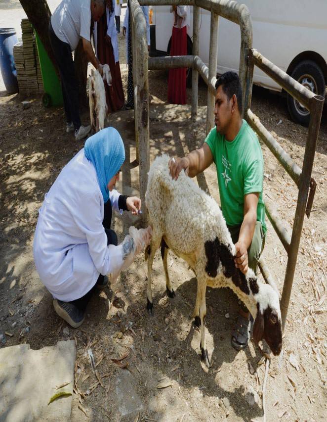 "الزراعة" تطلق 310 قافلة بيطرية مجانية في 299 قرية خلال يوليو