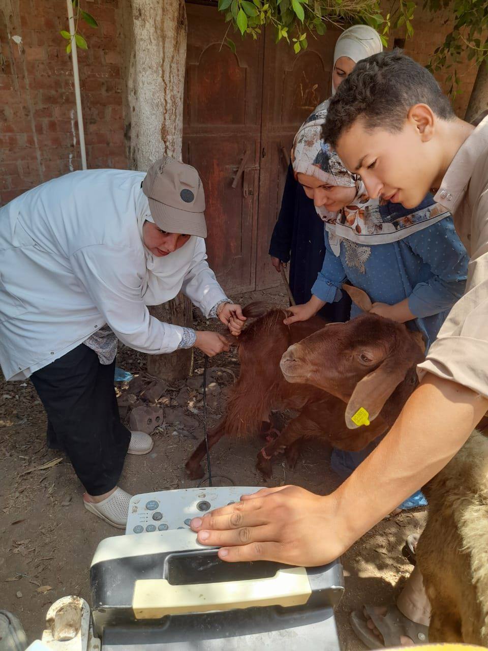 "الزراعة" تطلق 310 قافلة بيطرية مجانية في 299 قرية خلال يوليو