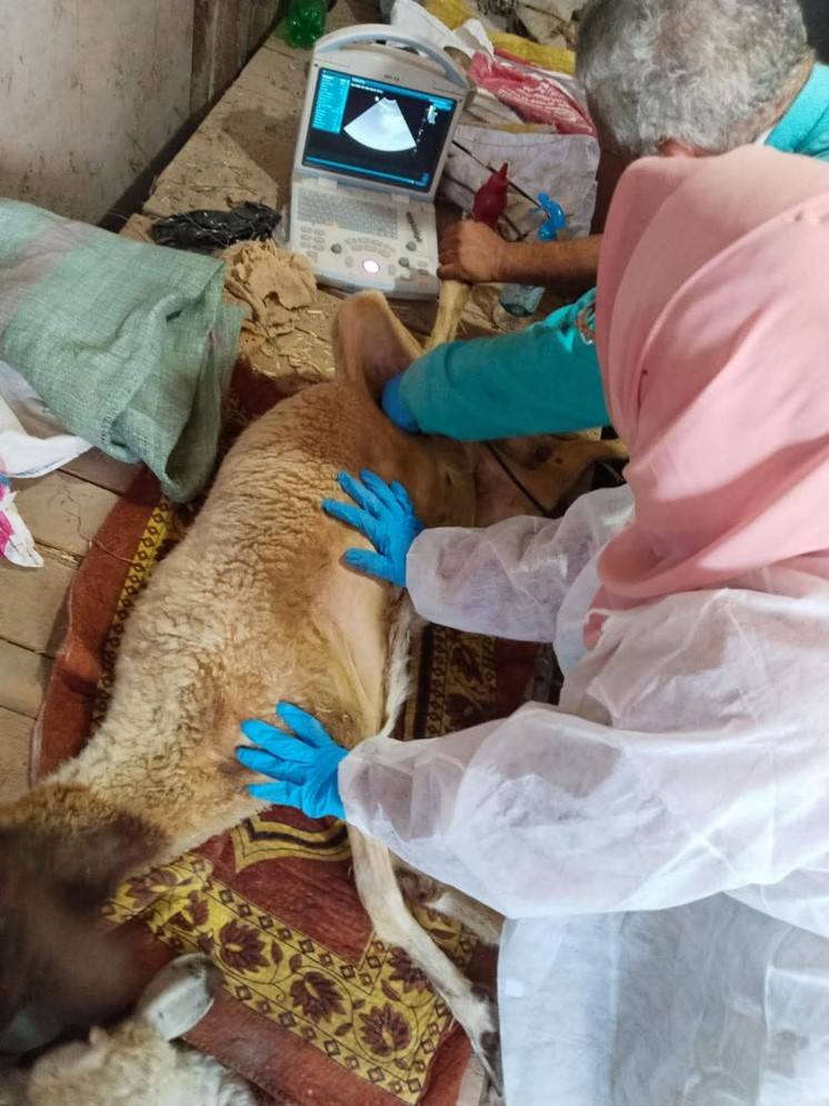 "الزراعة" تطلق 310 قافلة بيطرية مجانية في 299 قرية خلال يوليو