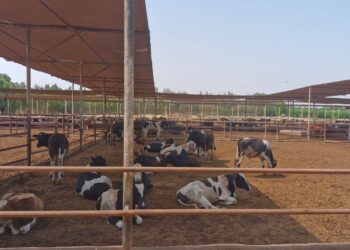 بدء حملة تحصين الماشية من العترة الجديدة لفيروس الحمي القلاعية السبت المقبل