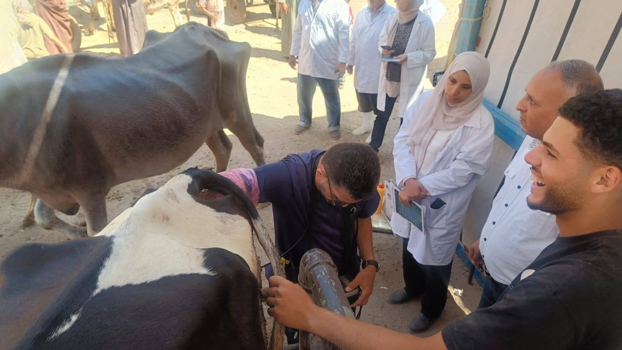 "الزراعة": إجراء التلقيح الاصطناعي لأكثر من 47 ألف رأس ماشية خلال يوليو